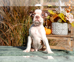 Puppy Ollie Boston Terrier
