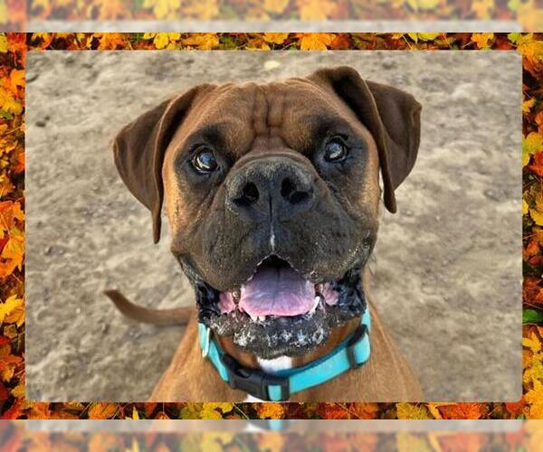 Medium Photo #3 Boxer Puppy For Sale in Ojai, CA, USA