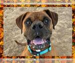 Small #2 Boxer