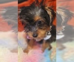 Small Photo #66 Yorkshire Terrier Puppy For Sale in AKRON, OH, USA