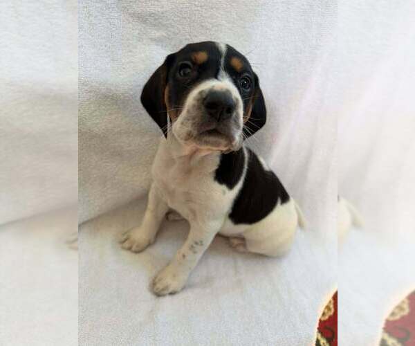 Medium Photo #8 Beagle-Unknown Mix Puppy For Sale in New York, NY, USA