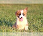 Small #1 Pembroke Welsh Corgi