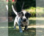 Small #1 Labrador Retriever Mix