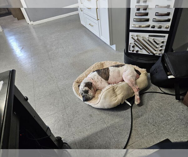 Medium Photo #6 Bulldog-Unknown Mix Puppy For Sale in Rosenberg, TX, USA