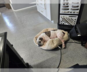 Dotty - Female Bulldog-Unknown Mix Dog for Adoption - Photo #6