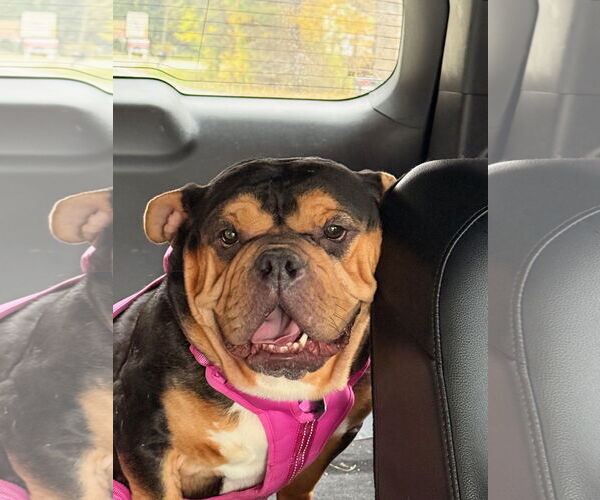 Medium Photo #1 Bulldog-Unknown Mix Puppy For Sale in Clarkston, MI, USA