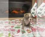 Puppy Poppy Boston Terrier