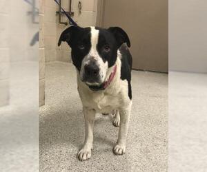 American Pit Bull Terrier-Labrador Retriever Mix Dogs for adoption in Conroe, TX, USA