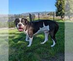 Small American Bulldog