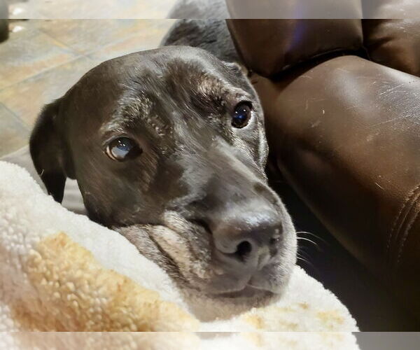 Medium Photo #31 Boxer-Unknown Mix Puppy For Sale in Mount Laurel, NJ, USA