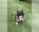 Small #1 American Bulldog