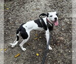 Small Photo #2 American Pit Bull Terrier-Unknown Mix Puppy For Sale in Germantown, OH, USA