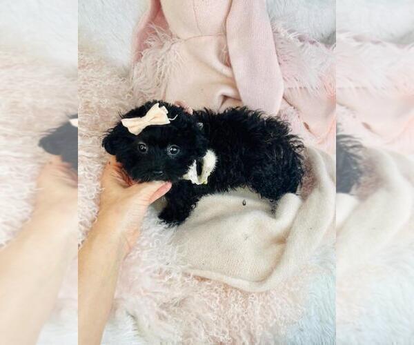 Medium Photo #4 Shih-Poo Puppy For Sale in JACKSONVILLE, FL, USA