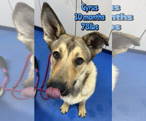 German Shepherd Dog-Unknown Mix Dogs for adoption in Woodbury, NY, USA