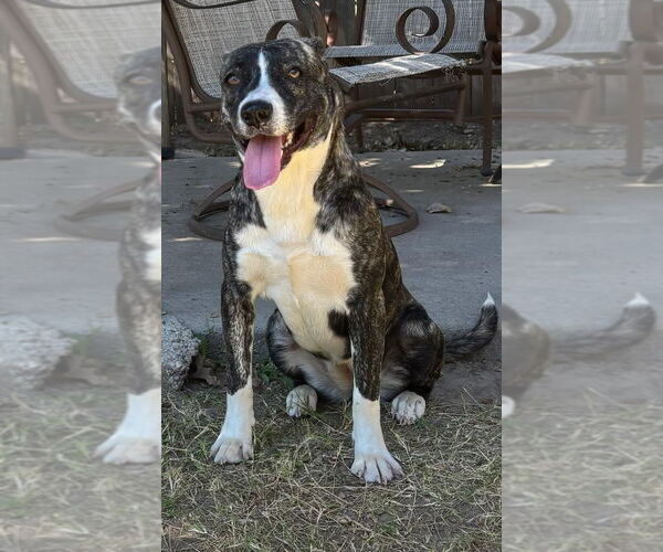 Medium Photo #2 Mutt Puppy For Sale in Great Bend, KS, USA