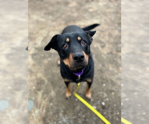 Medium Photo #4 Australian Kelpie-Rottweiler Mix Puppy For Sale in Brewster, NY, USA