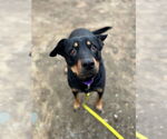 Small #3 Australian Kelpie-Rottweiler Mix