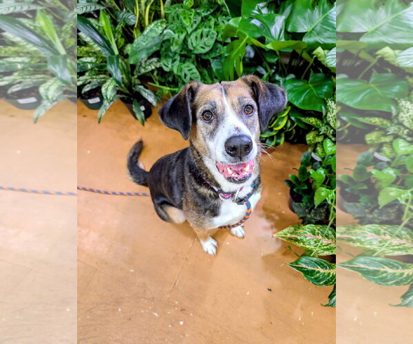 Medium Photo #1 Beagle-Unknown Mix Puppy For Sale in Germantown, OH, USA