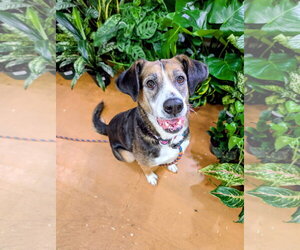 Beagle-Unknown Mix Dogs for adoption in Germantown, OH, USA