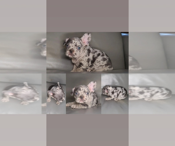 Medium Photo #2 French Bulldog Puppy For Sale in PORT READING, NJ, USA