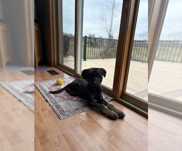 Medium Photo #4 Shepradors Puppy For Sale in Aurora, IN, USA