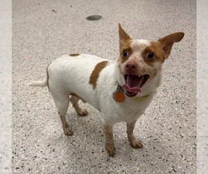THOR - Male Chihuahua Dog for Adoption