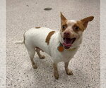 THOR - Male Chihuahua Dog for Adoption - Small photo