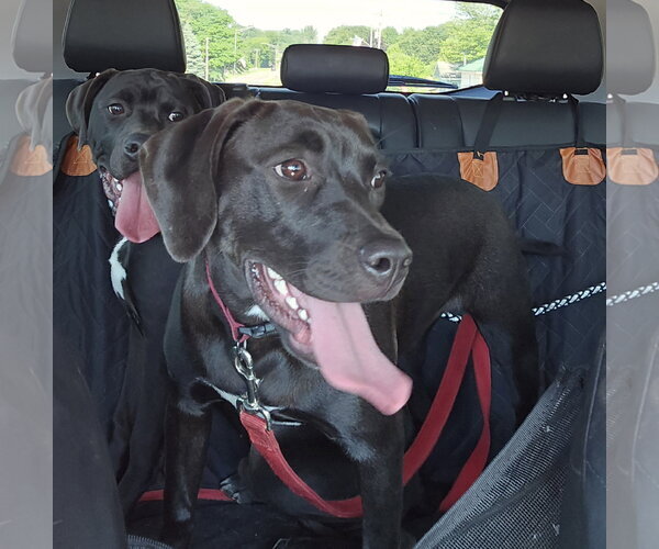 Medium Photo #2 Labrador Retriever-Unknown Mix Puppy For Sale in Montello, WI, USA