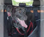 Small #1 Labrador Retriever Mix