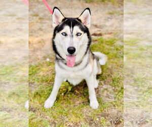 Siberian Husky Dogs for adoption in Jackson , NJ, USA