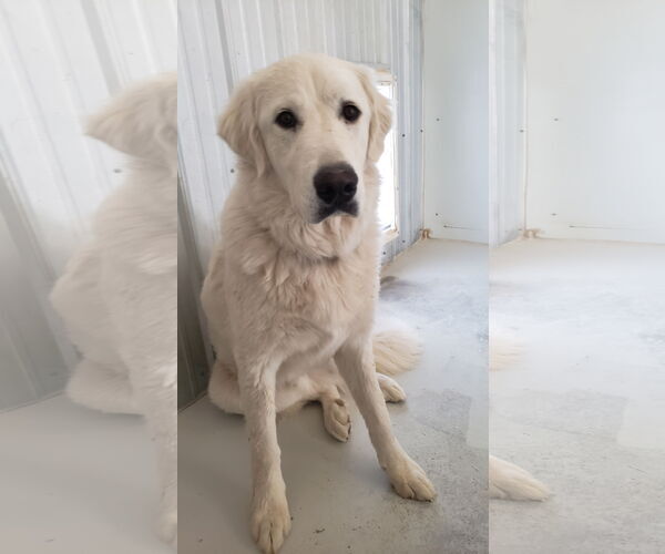 Medium Photo #7 Great Pyrenees Puppy For Sale in PEYTON, CO, USA