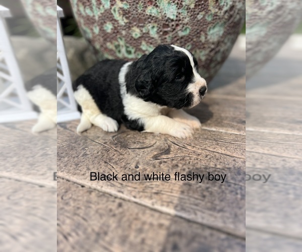 Medium Photo #1 Saint Berdoodle Puppy For Sale in AUSTINBURG, OH, USA