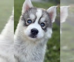 Puppy McDonalds Siberian Husky