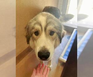 Anatolian Shepherd Dogs for adoption in Sacramento, CA, USA