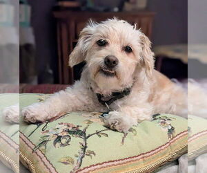 Poodle (Miniature)-Unknown Mix Dogs for adoption in Albuquerque, NM, USA