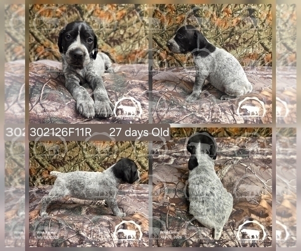 Medium Photo #4 German Shorthaired Pointer Puppy For Sale in MOYIE SPRINGS, ID, USA