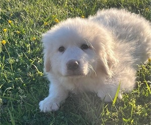 Great Pyrenees Puppy for Sale in BRISTOL, Tennessee USA