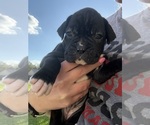 Puppy Puppy 1 Betty Boxer