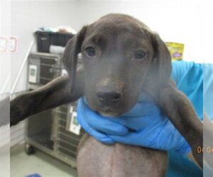 American Pit Bull Terrier Dogs for adoption in Oklahoma City, OK, USA