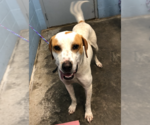 Small #3 Mutt