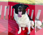 Small #1 Labrador Retriever Mix