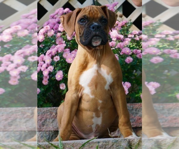 Medium Photo #2 Boxer Puppy For Sale in NAPPANEE, IN, USA