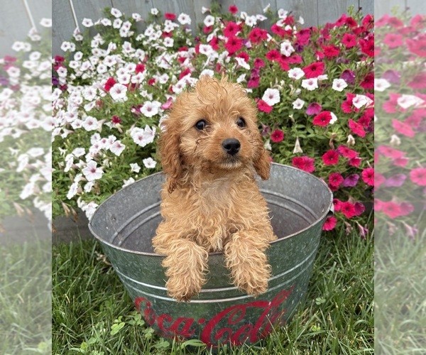Medium Photo #2 Cavapoo mix (+ Poodle Miniature) Puppy For Sale in MIDDLEBURY, IN, USA