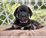 Image preview for Ad Listing. Nickname: Dakota