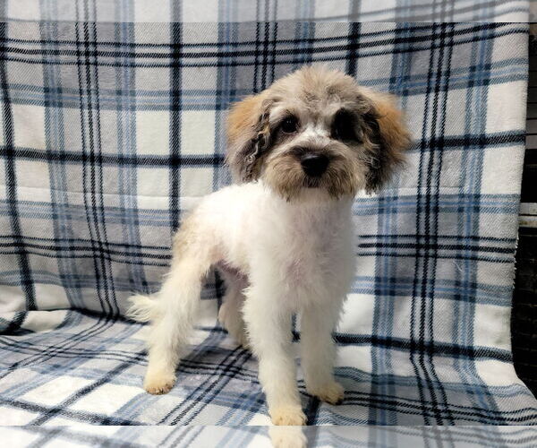 Medium Photo #1 Mutt Puppy For Sale in Lincolnwood, IL, USA