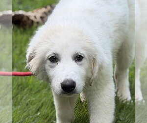 Great Pyrenees Dogs for adoption in Yardley, PA, USA
