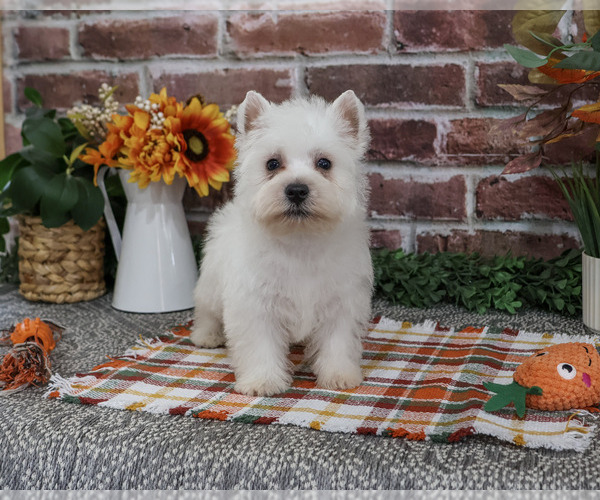 Medium Photo #6 West Highland White Terrier Puppy For Sale in SYRACUSE, IN, USA