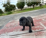 Small Photo #6 Labrador Retriever Puppy For Sale in PATTERSON, CA, USA