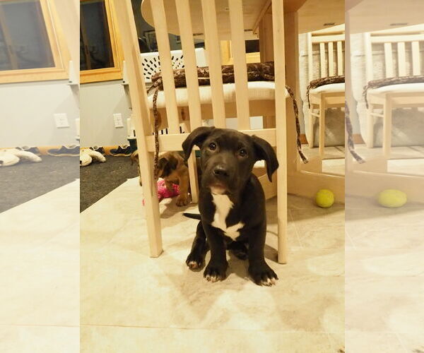 Medium Photo #3 Labrador Retriever-Unknown Mix Puppy For Sale in St. Louis Park, MN, USA