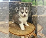 Small #4 Pomsky